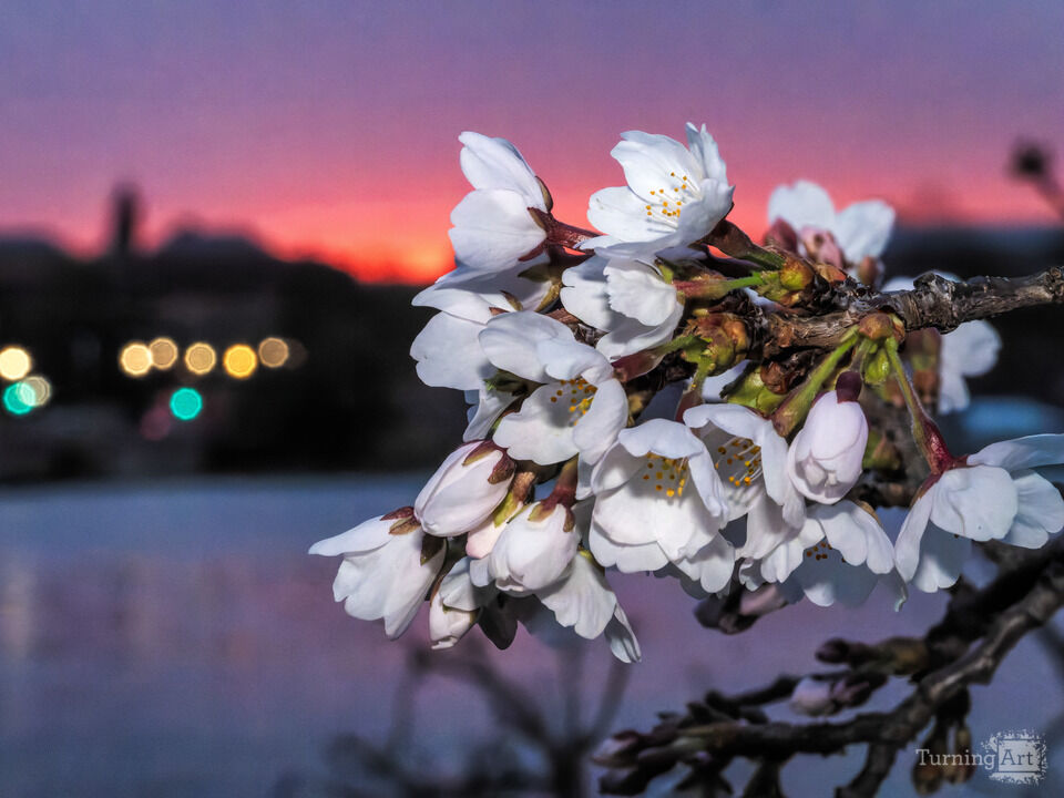 Cherry Blossoms and Predawn Sky, Washington DC