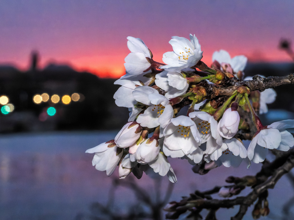 Cherry Blossoms and Predawn Sky, Washington DC