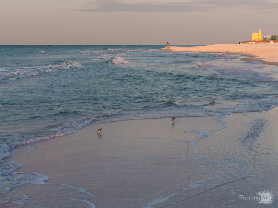 Sanderling Shorebirds Pensacola Morning