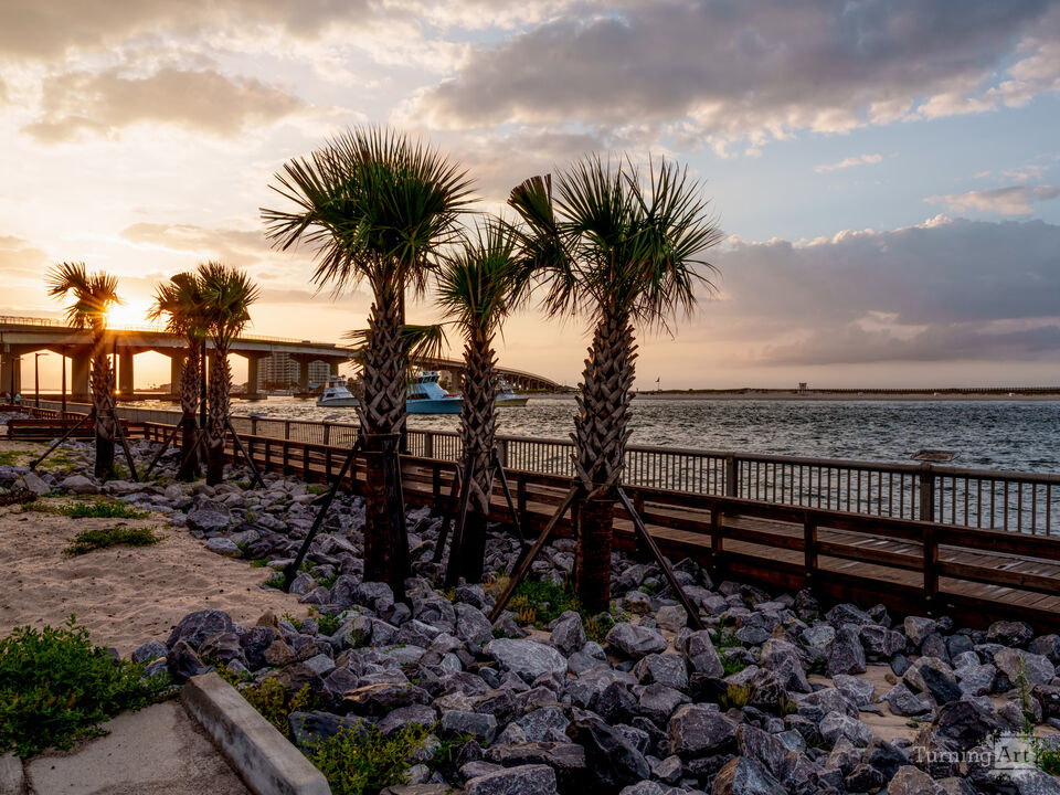 Perdido Pass Palm Tree Gold Sunrise
