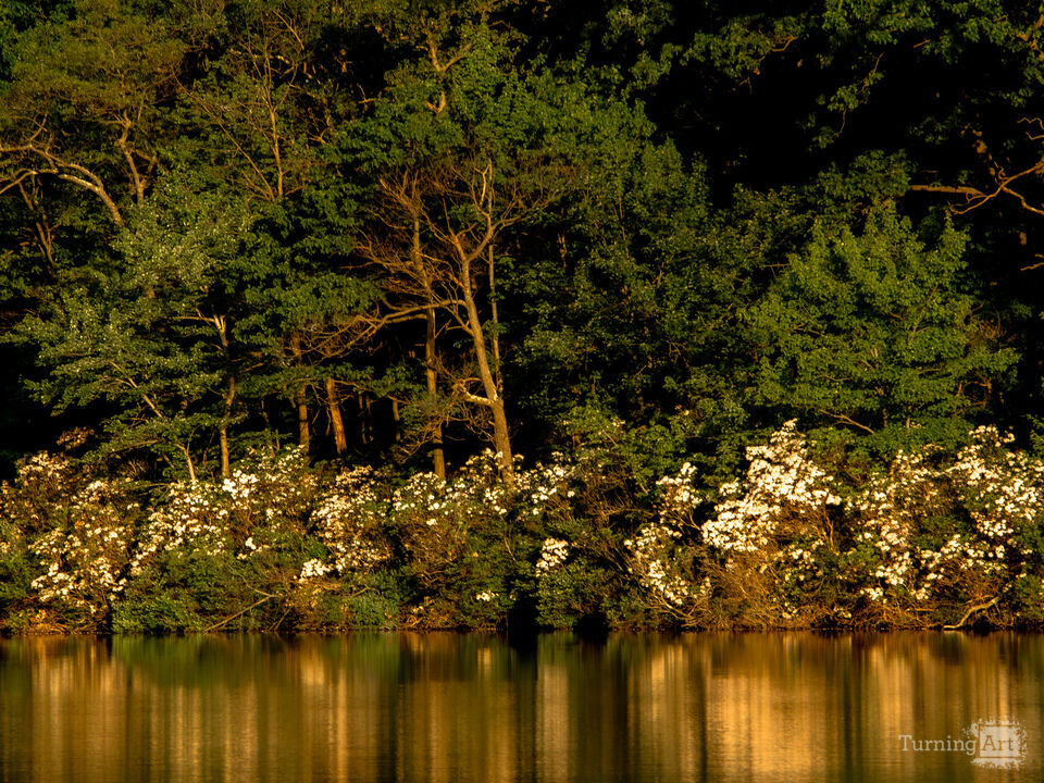 Mountain Laurel Reflections