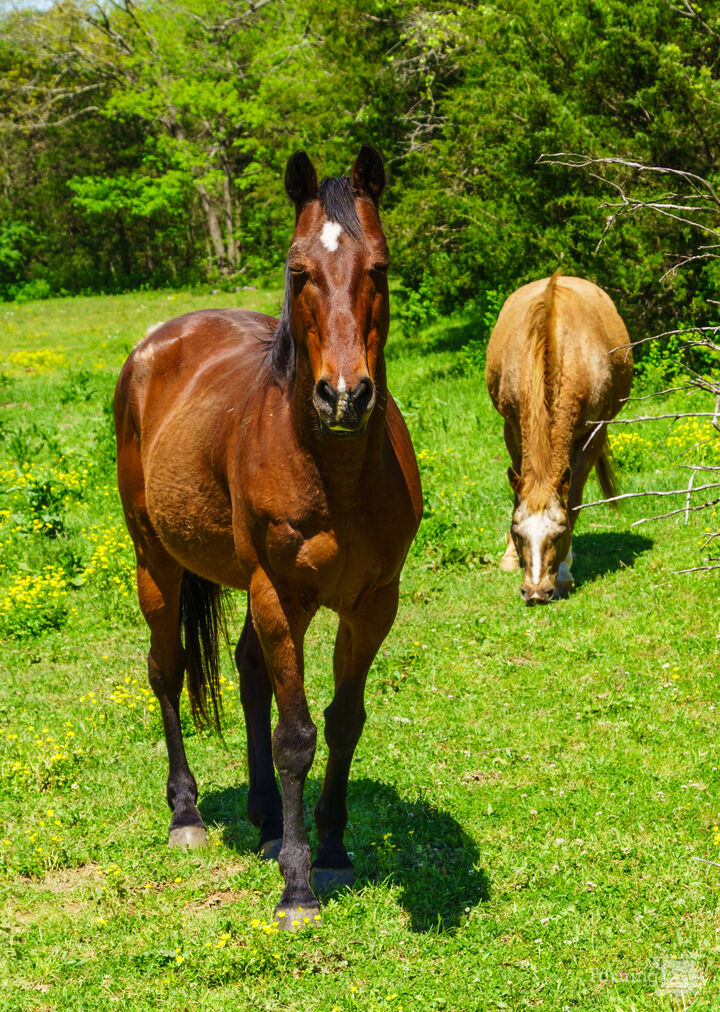 Countryside Brown Horses