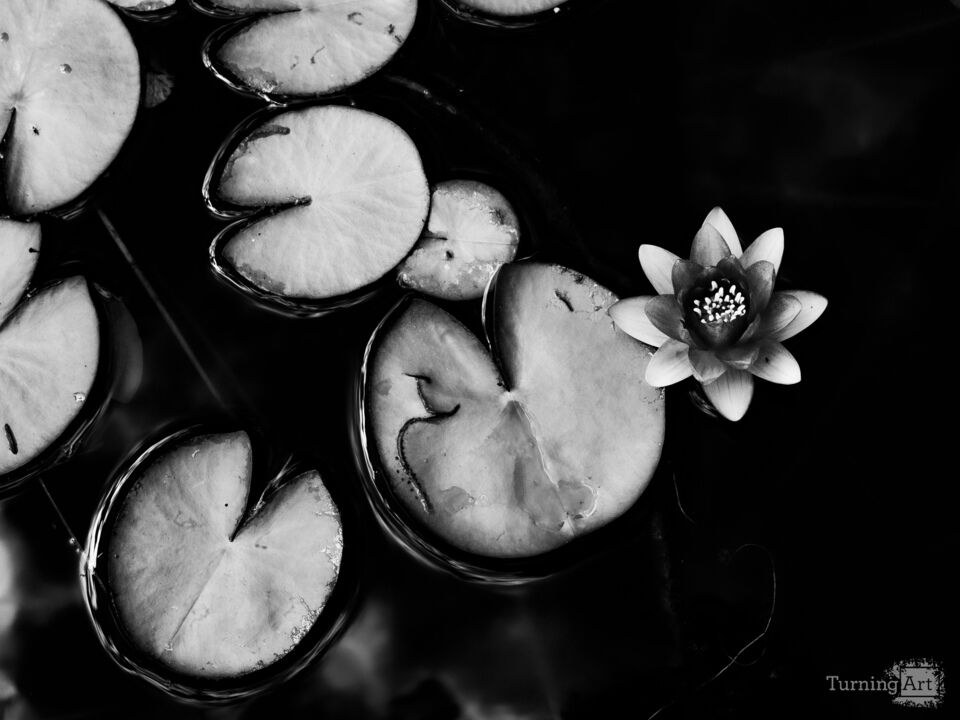 Water lilies 