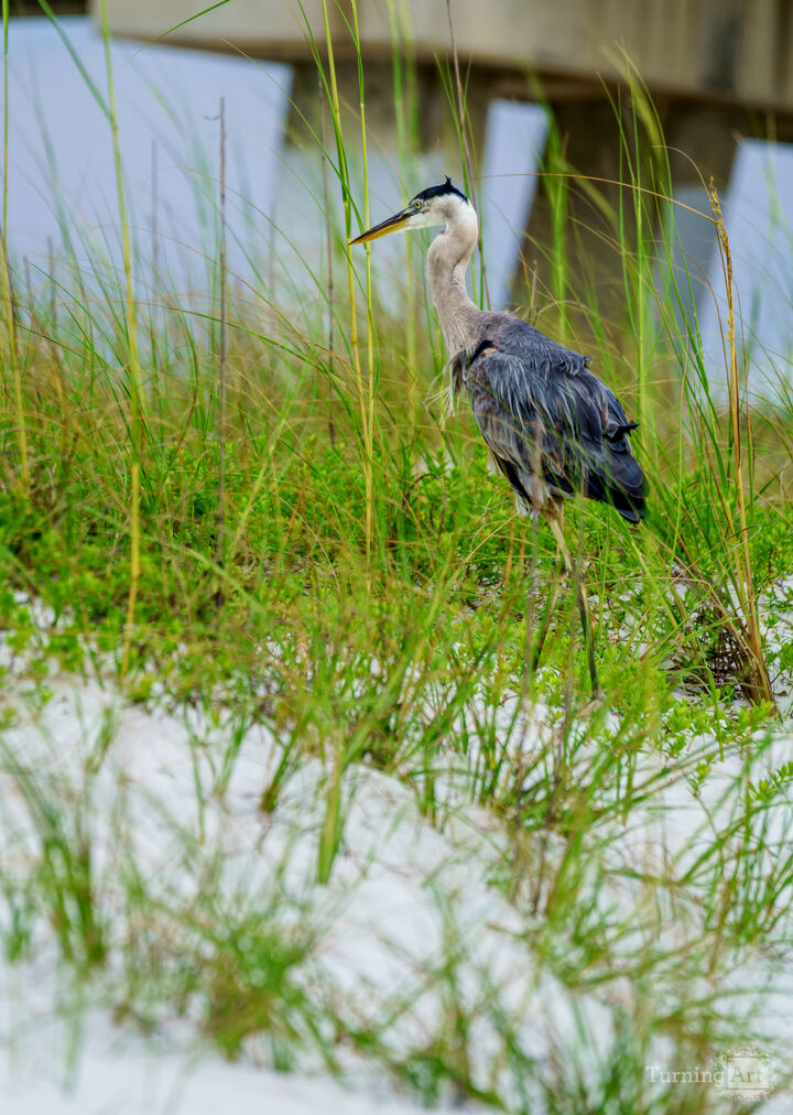 Heron Sheltered in the Sea Oats