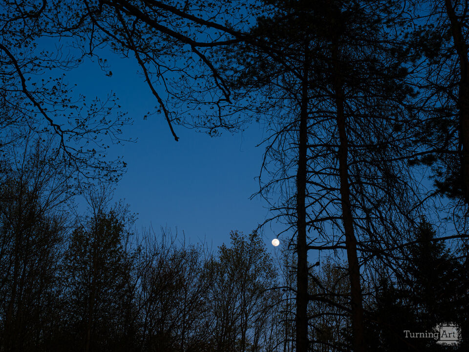 Moonlight Silhouettes 