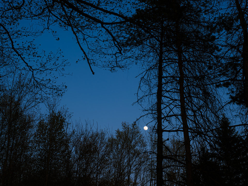 Moonlight Silhouettes 
