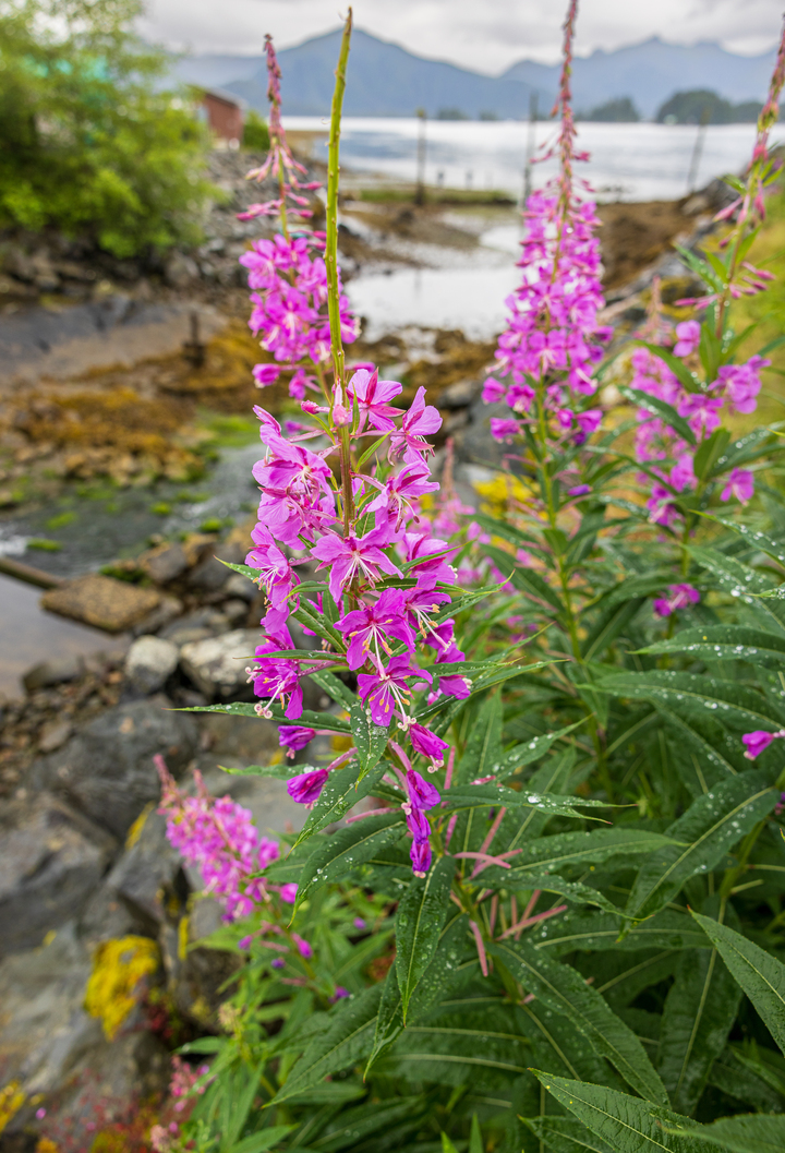 Sitka Fireweed