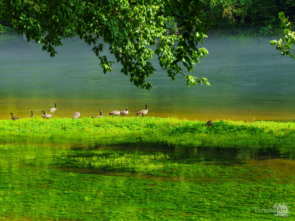 Geese On Lake Grassy Island