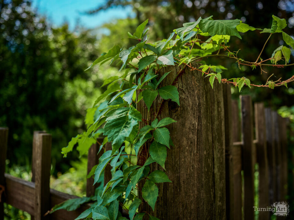 English Garden Vines