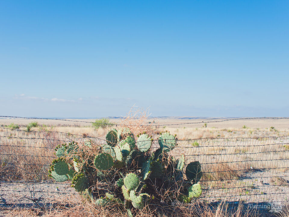 Marfa Barbed Cacti
