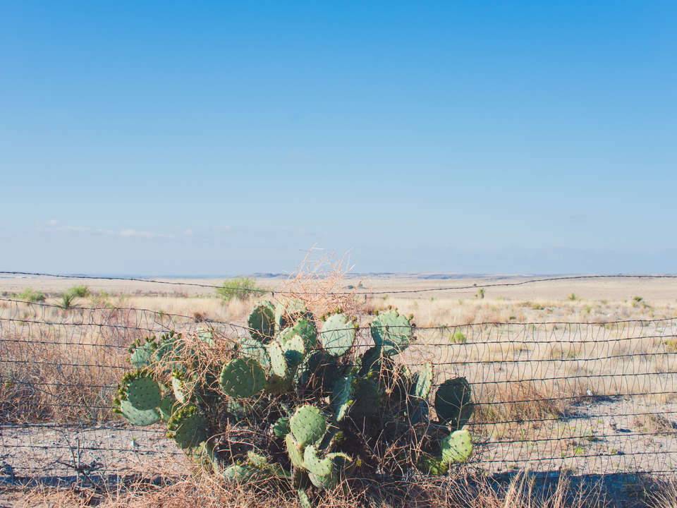 Marfa Barbed Cacti