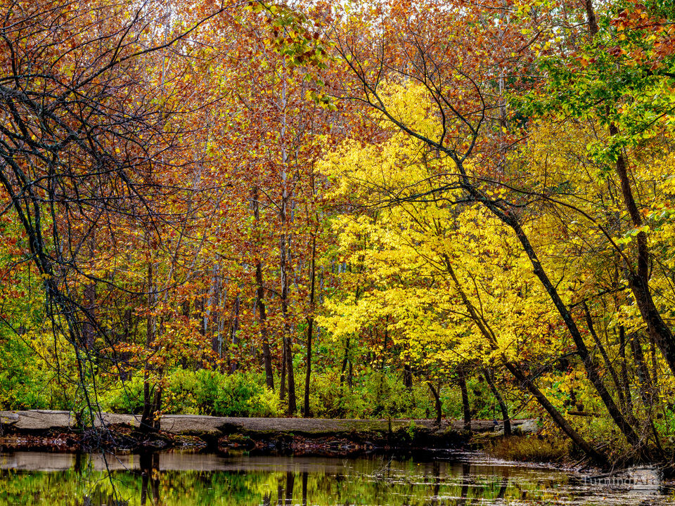 Autumn Tree Glow At Bennett Spring