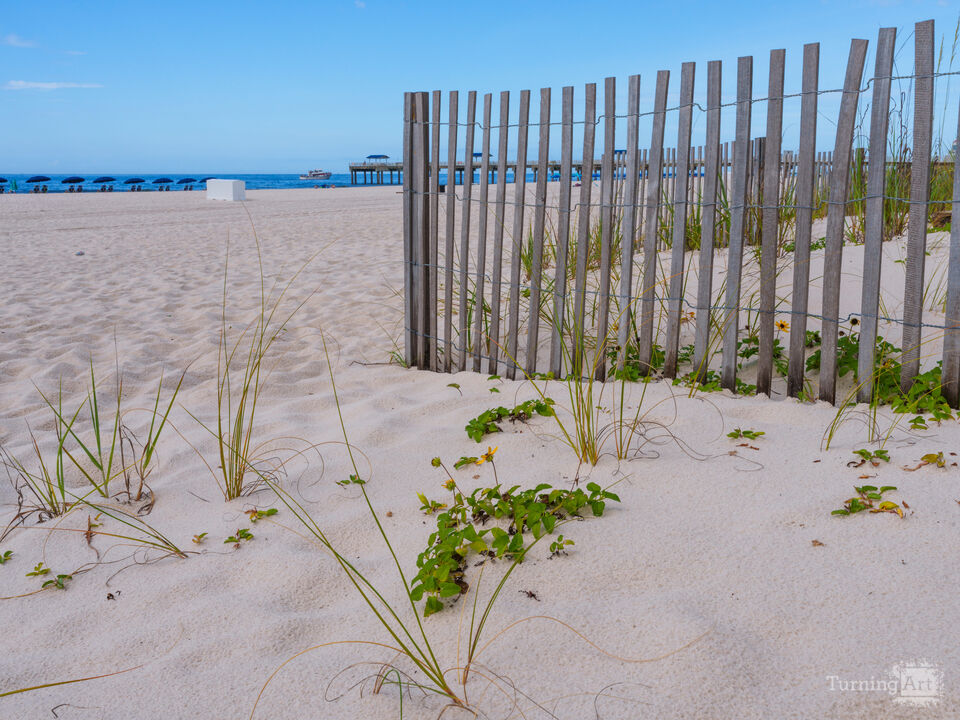 Sea Oats And Fence Orange Beach