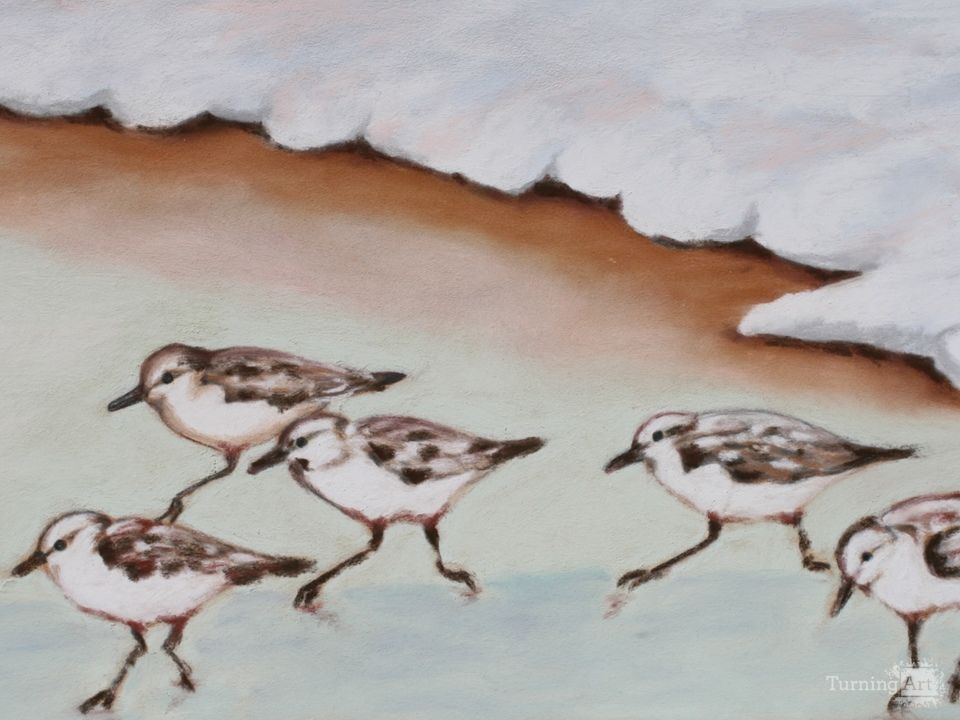 Shorebirds