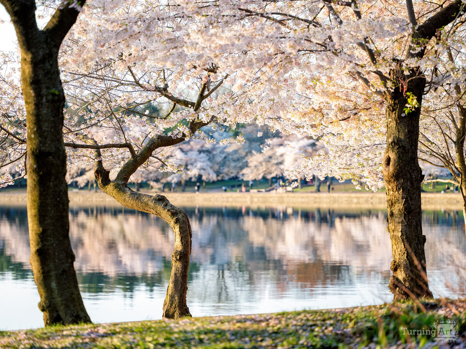Washington DC Cherry Blossoms Spring Morning