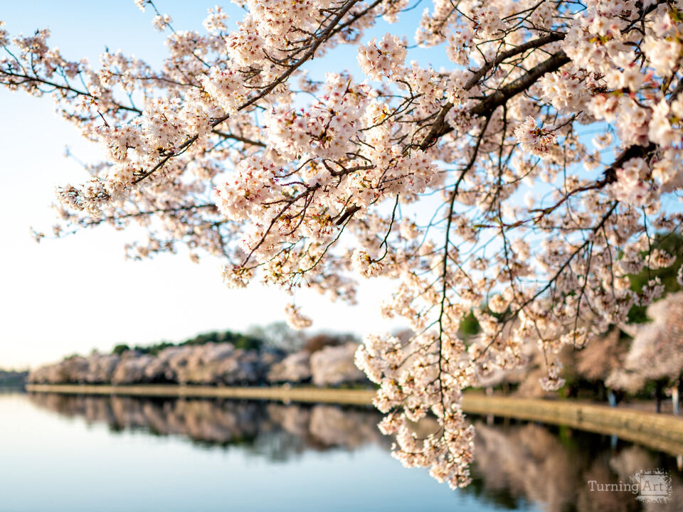 Washington DC Cherry Blossoms on Spring Morning