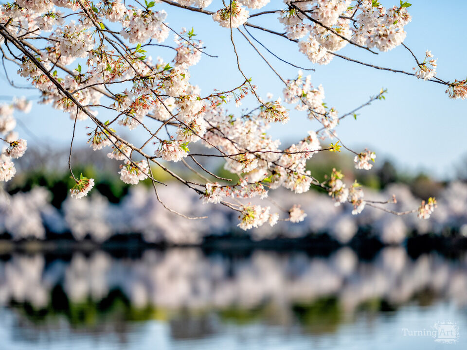 Washington DC Cherry Blossoms Morning Light