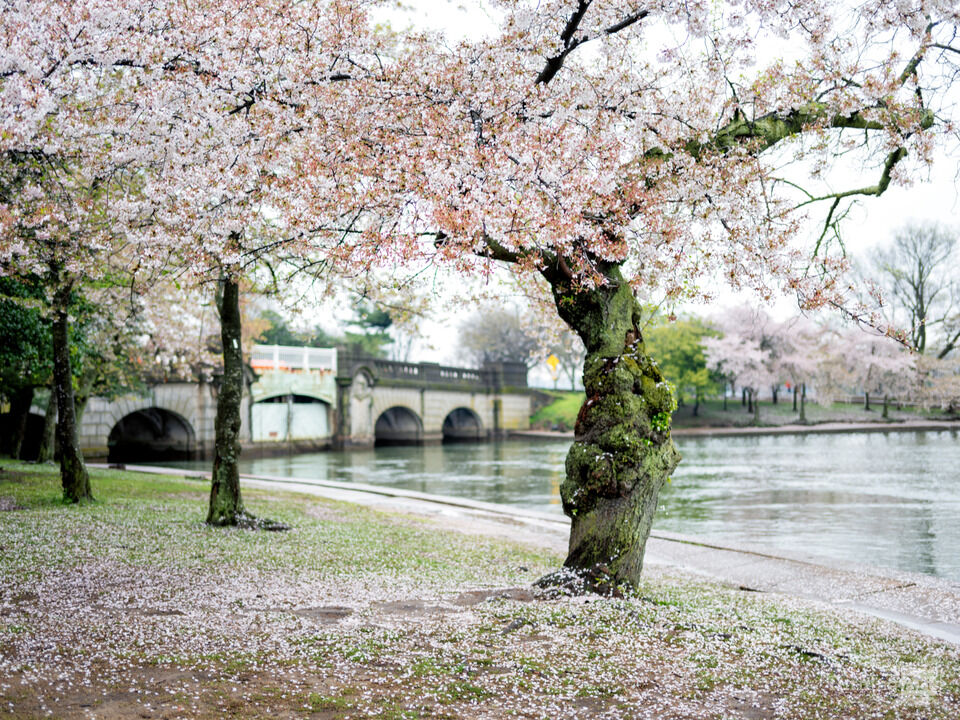 Cherry Blossoms and Historic Inlet Bridge