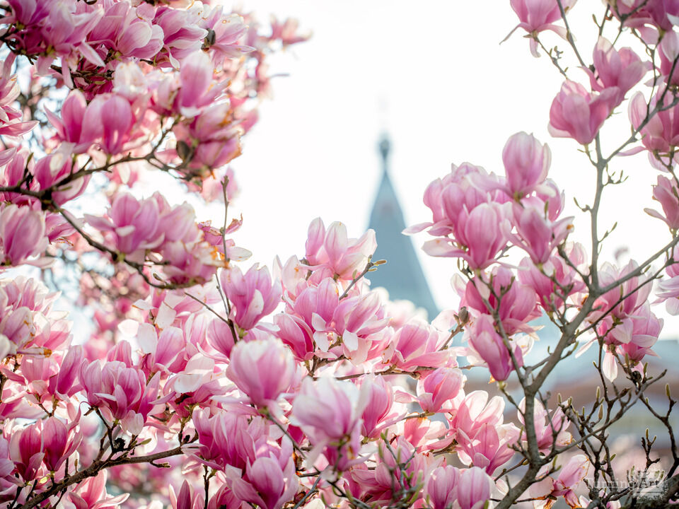 Saucer Magnolias in Washington DC