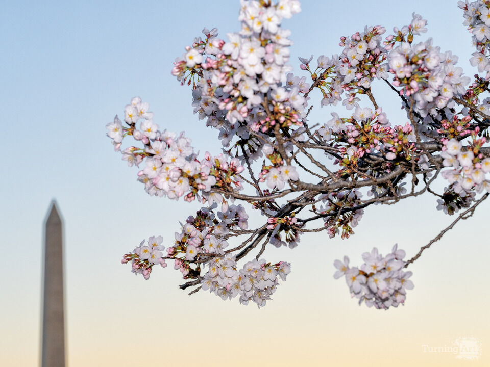 Cherry Blossoms and the Washington Monument