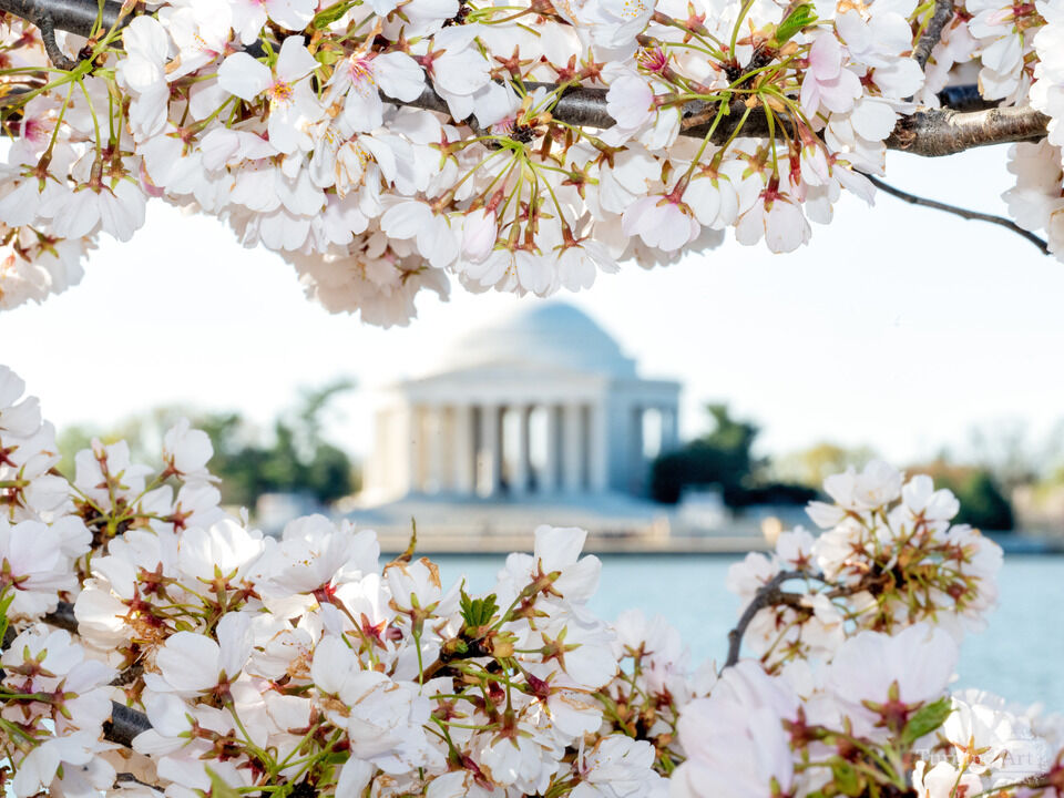 Cherry Blossoms Frame the Jefferson Memorial