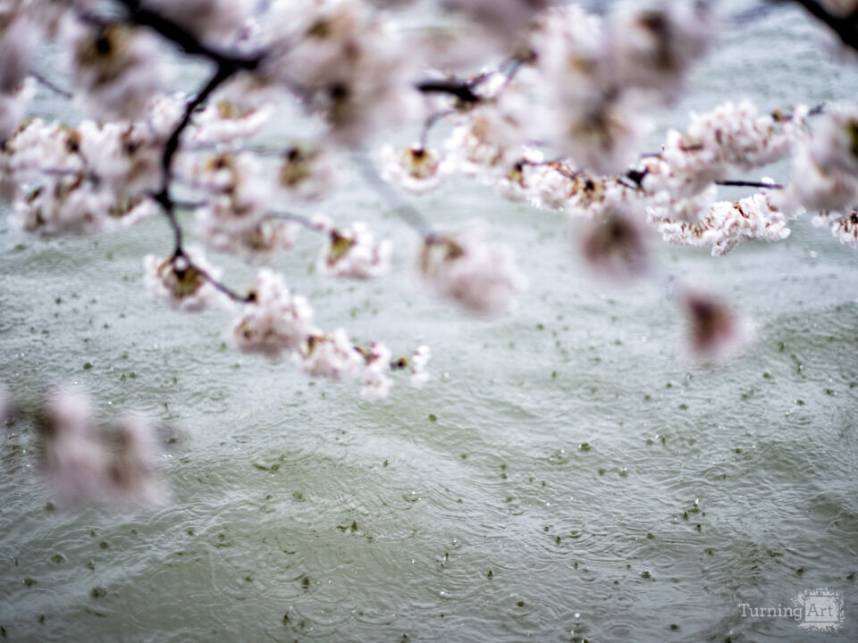 Cherry Blossom Rain Drops Washington DC