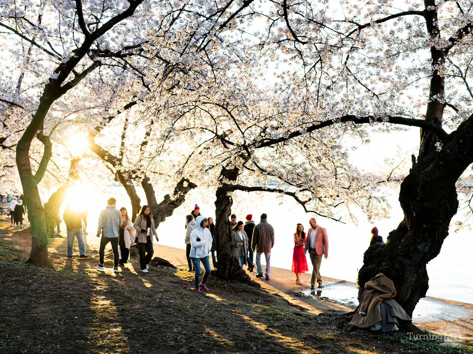Enjoying Cherry Blossoms at Sunrise