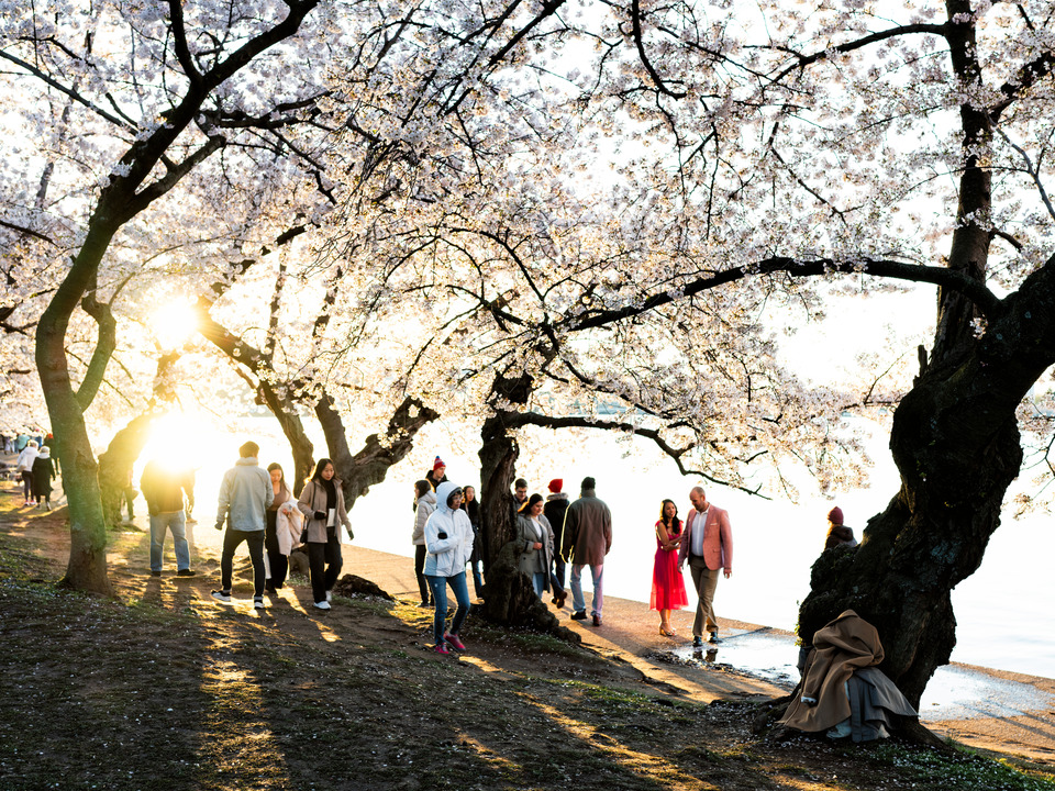 Enjoying Cherry Blossoms at Sunrise