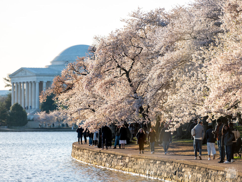 Cherry Blossoms at the Jefferson Memorial