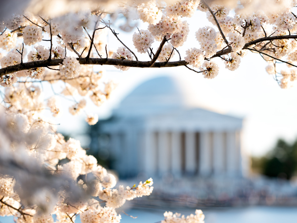 Cherry Blossoms Framing the Jefferson Memorial