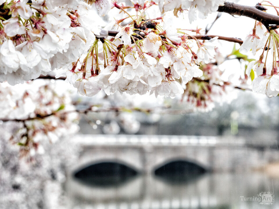 Cherry Blossoms and Tidal Basin Outlet Bridge
