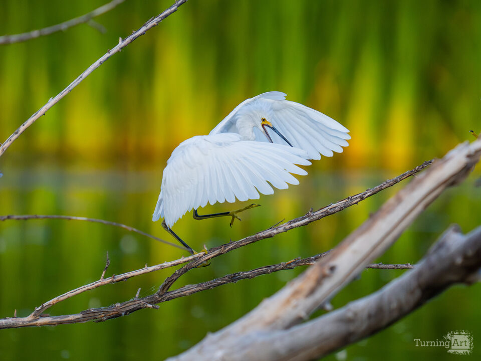 Snowy Egret Sunning in the Morning