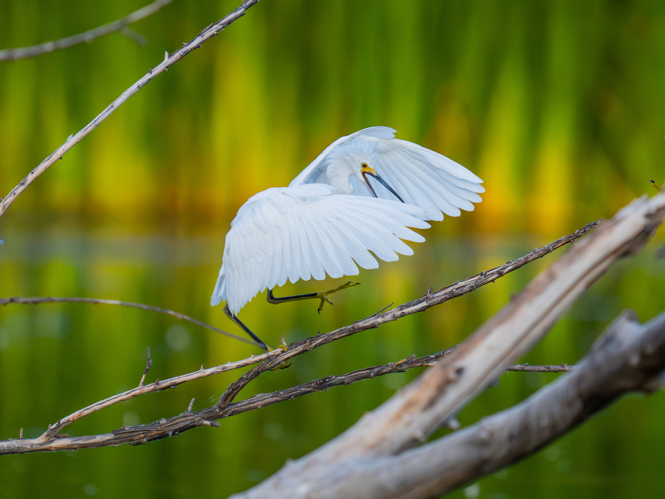 Snowy Egret Sunning in the Morning