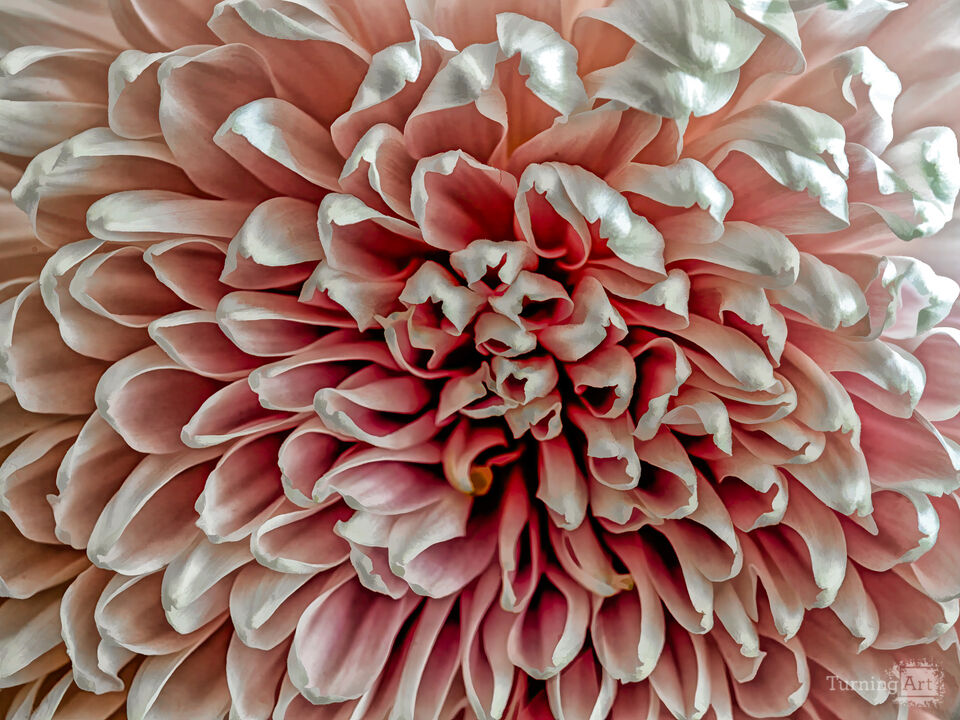 Fibonacci Rides Again #3