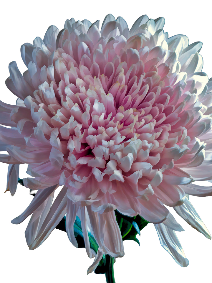 Fibonacci Rides Again #1