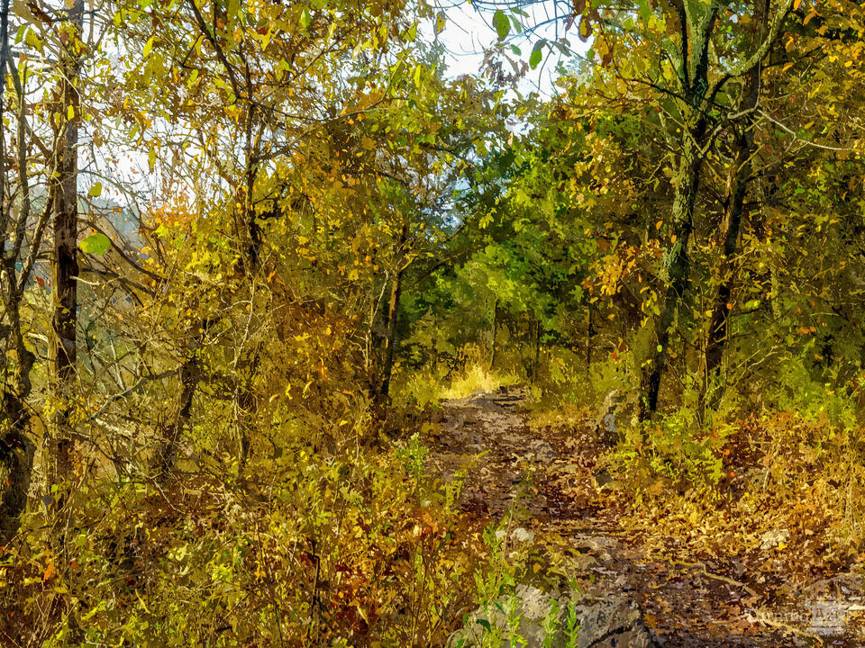 Ozarks Autumn Woods Hike Painterly