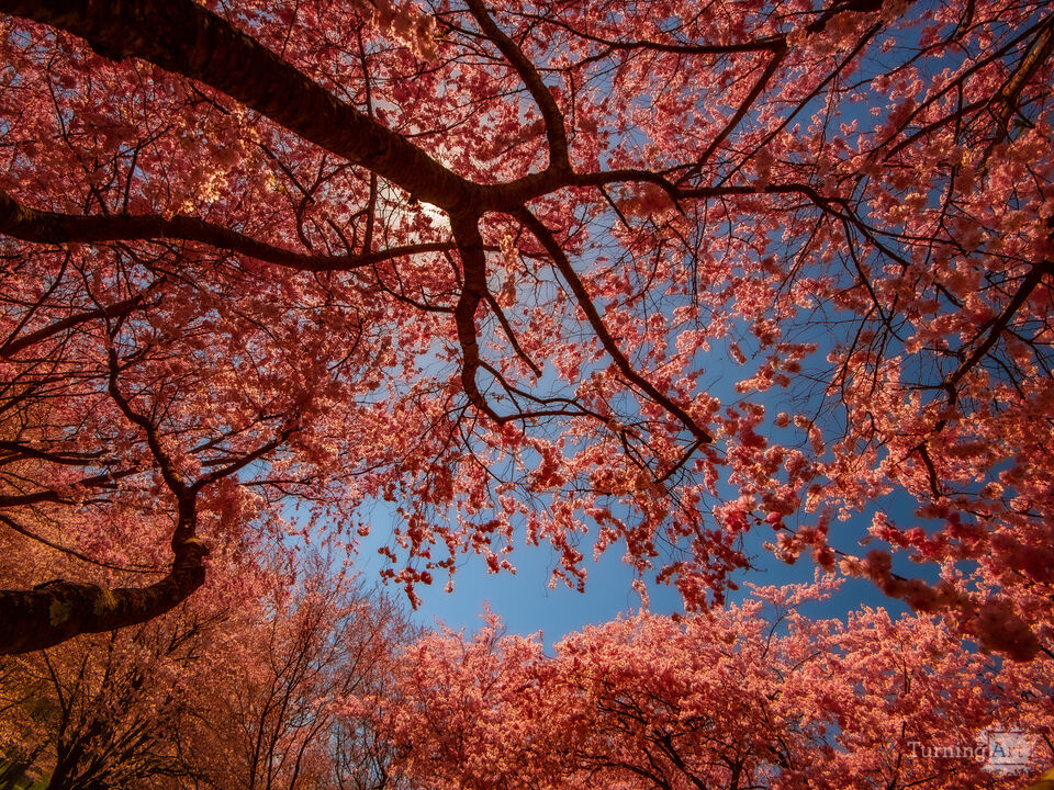 The arrival of Spring