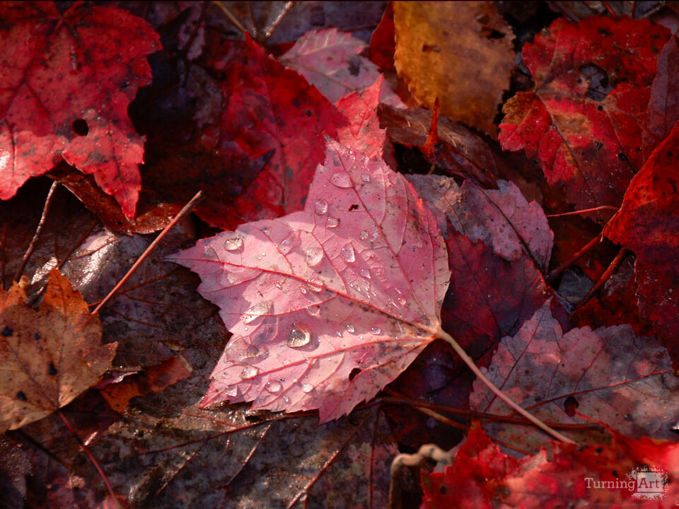 Autumn's Fallen Leaf and Dew Drops in Pink