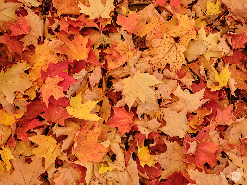 Vermont Autumn Leaves in red and orange