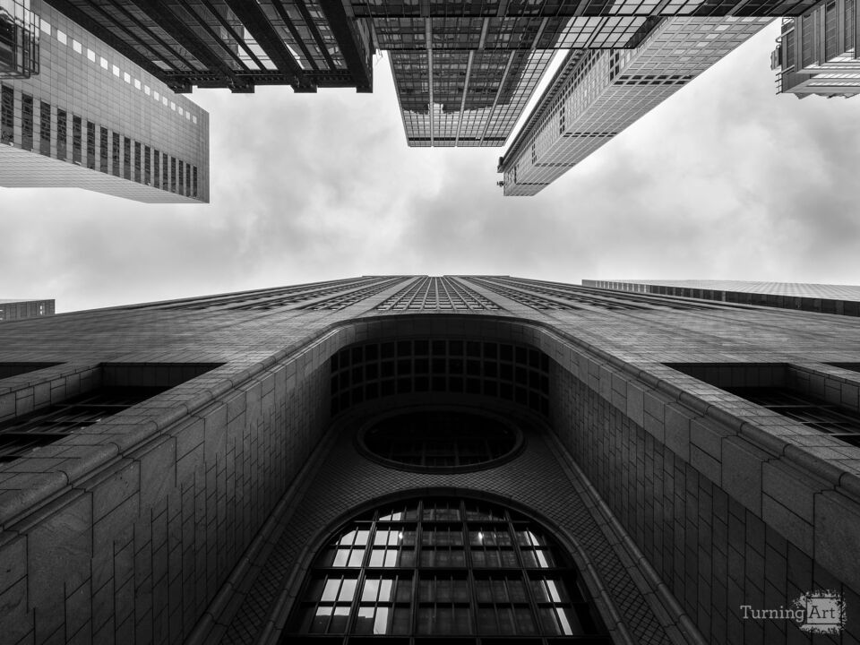 The Art of Black and White: Looking Up