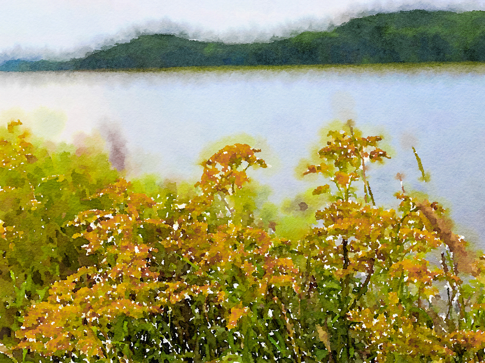 Autumn Wildflowers by the Lake