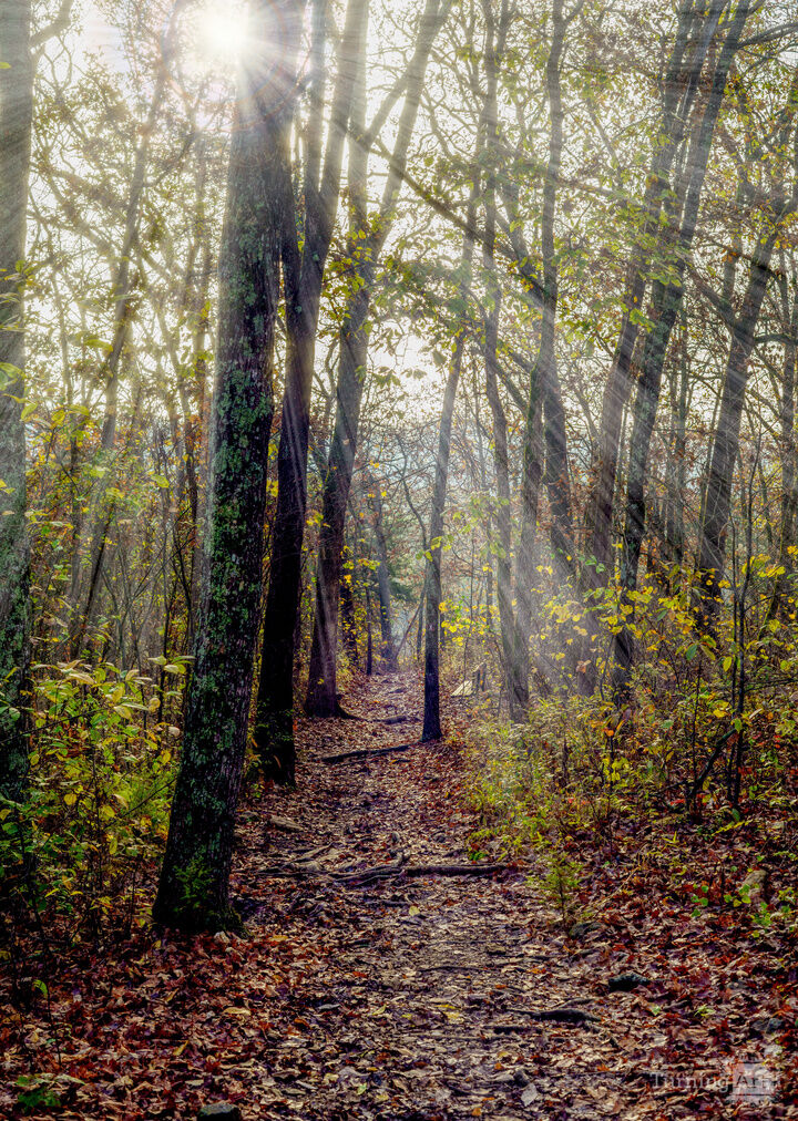 Autumn Forest Rays Through Branson Woods