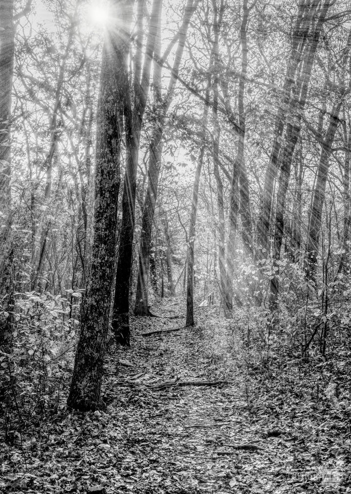 Autumn Forest Rays Through Branson Woods Grayscale