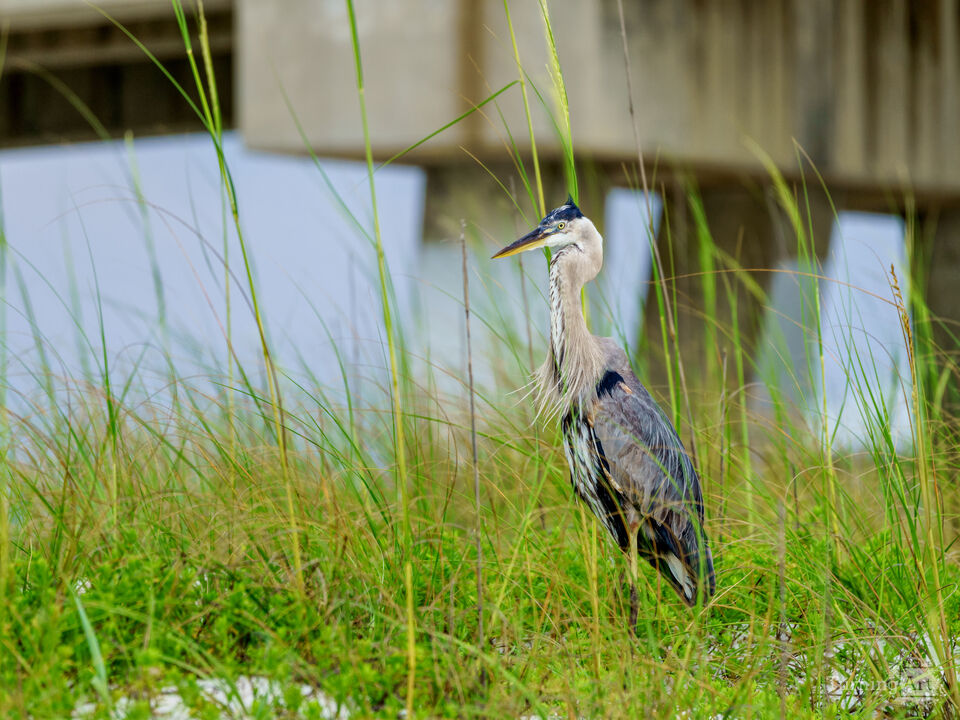 Navarre Beach Heron Clever Refuge