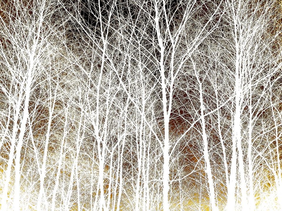 White Tree Forest 921