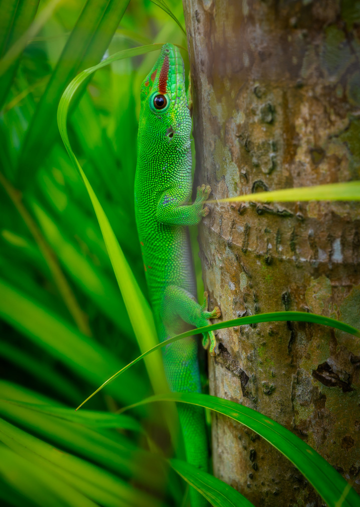 Day Gecko in the Palms