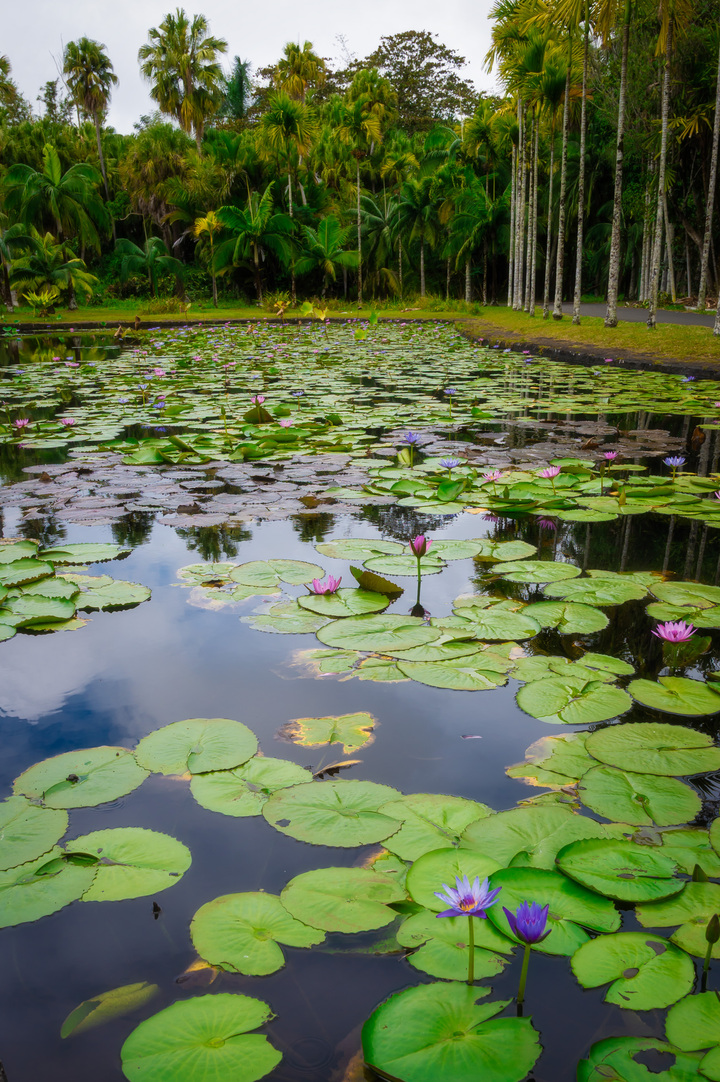 Waterlilies Garden Pond