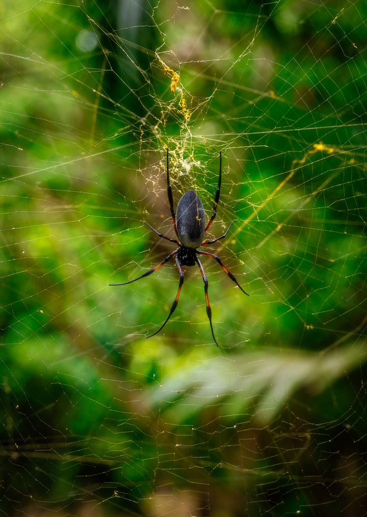 Golden Orb Spider