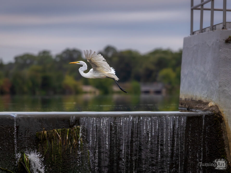 Soaring Egret
