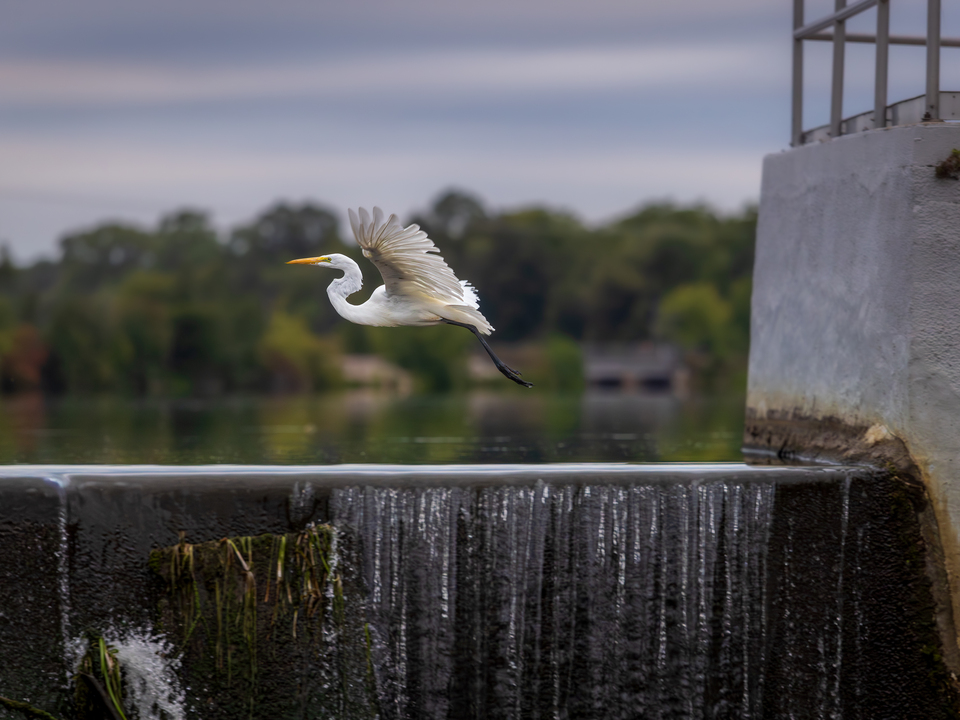 Soaring Egret